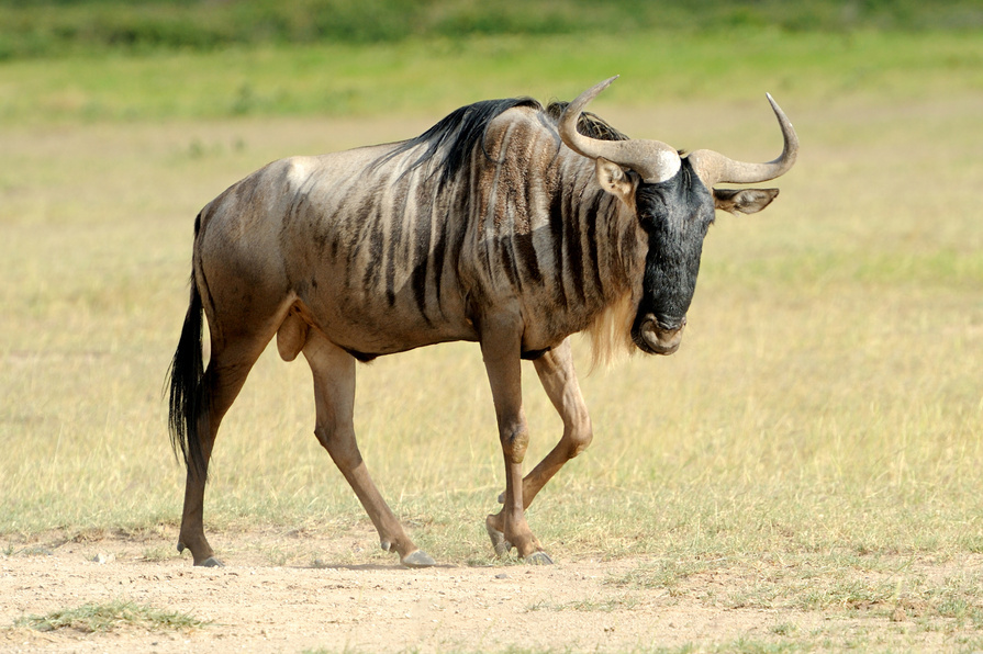 Wildebeest