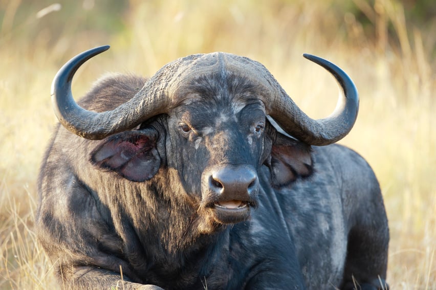 African buffalo