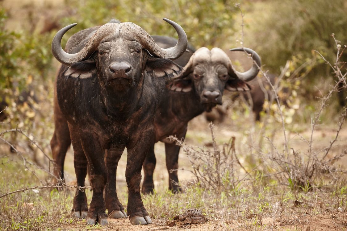 African Buffalo