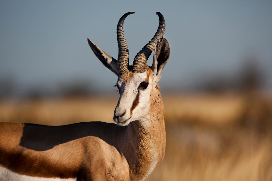 Springbuck male, Etosha, Namibia