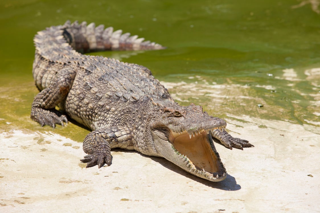 crocodile